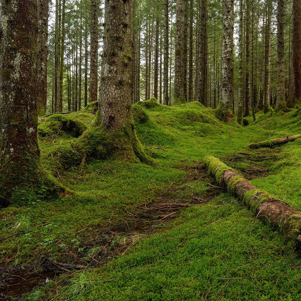 Earthy & Grounded Velanyx