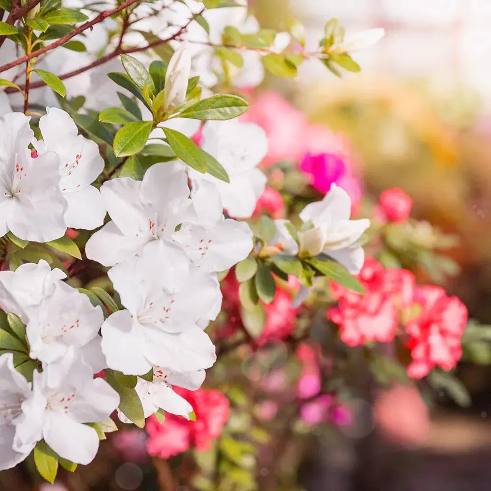 Romantic & Enchanting Velanyx